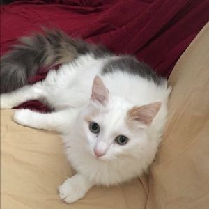 Meet your Posher, Joy